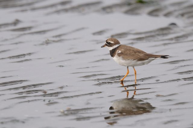 �n�W���R�`�h��