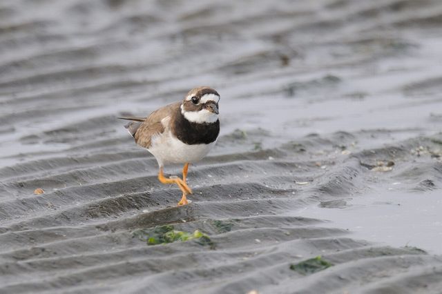 �n�W���R�`�h��