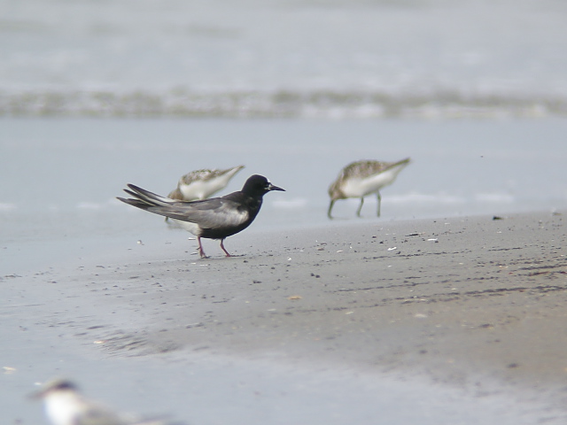 �n�W���N���n���A�W�T�V