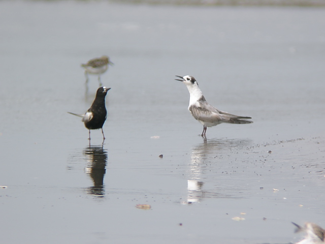 �n�W���N���n���A�W�T�V