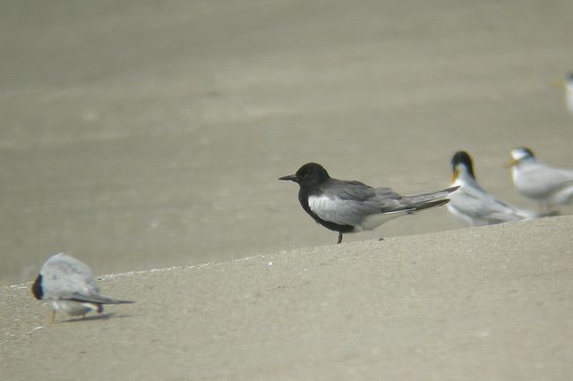 �n�W���N���n���A�W�T�V