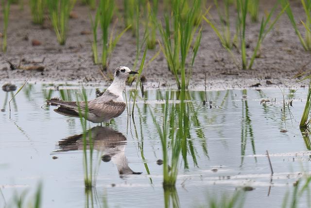 �n�W���N���n���A�W�T�V