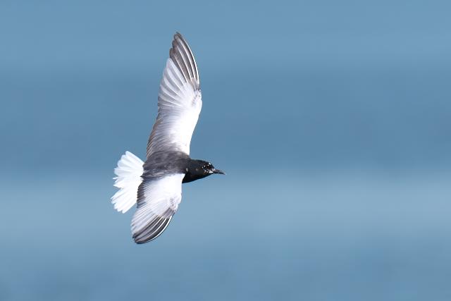 �n�W���N���n���A�W�T�V