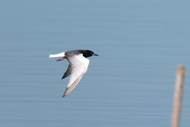 �n�W���N���n���A�W�T�V