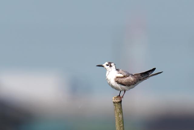 �n�W���N���n���A�W�T�V