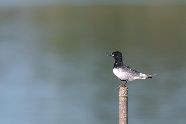 �n�W���N���n���A�W�T�V