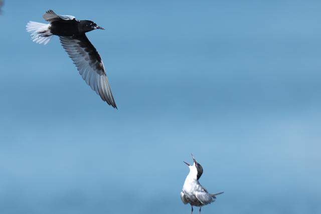 �n�W���N���n���A�W�T�V�ƃN���n���A�W�T�V