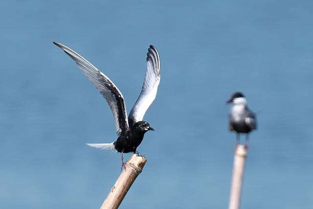 �n�W���N���n���A�W�T�V