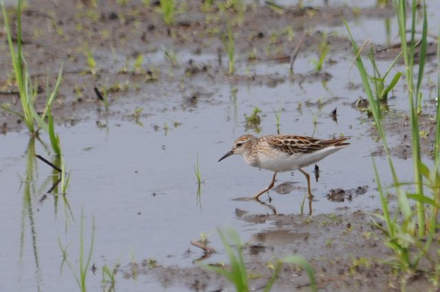 �q�o���V�M