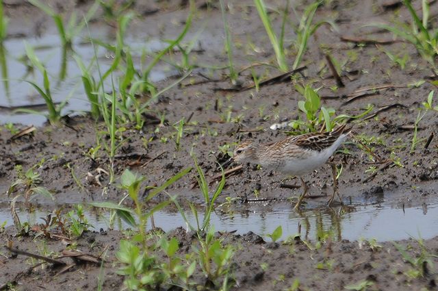 �q�o���V�M