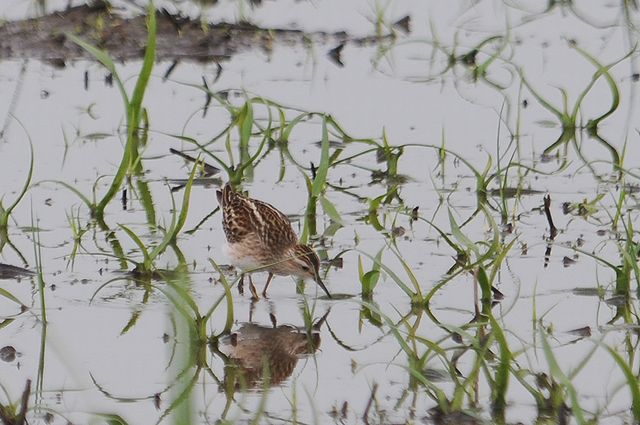 �q�o���V�M