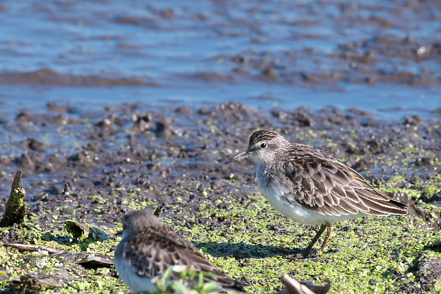 �q�o���V�M