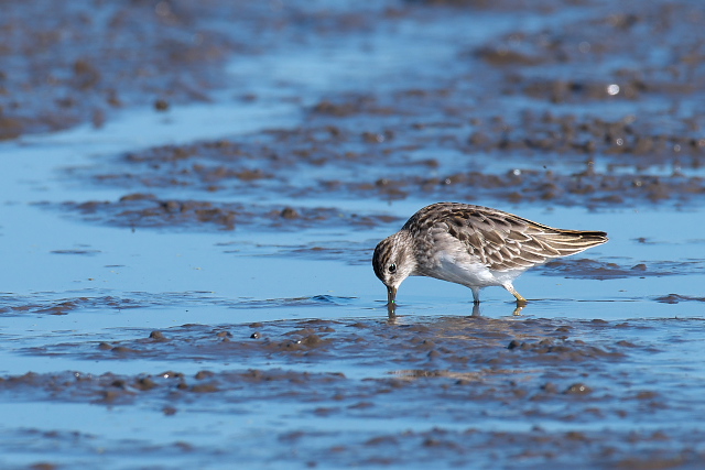 �q�o���V�M