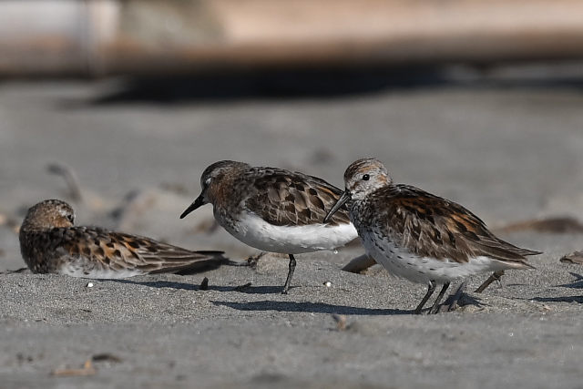 �q���n�}�V�M�E�@���̓g�E�l��