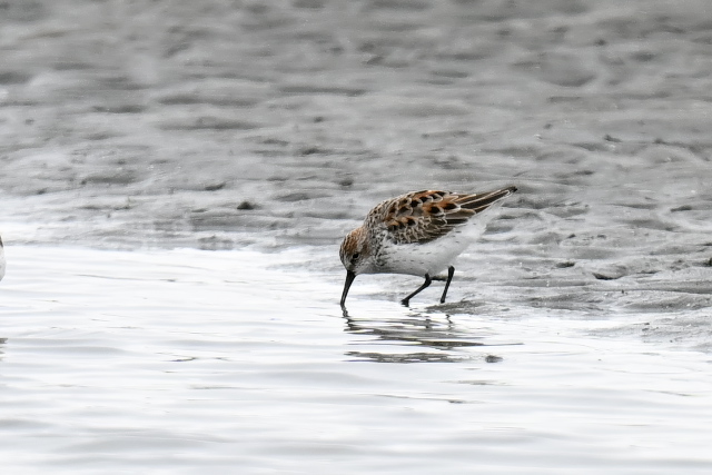 �q���n�}�V�M