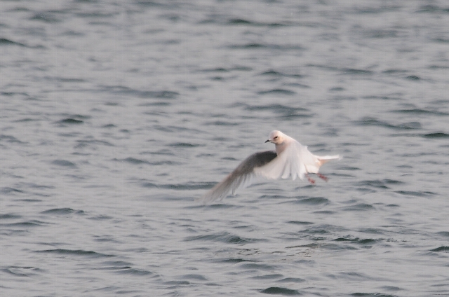 �q���N�r���J����