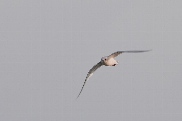 �q���N�r���J����