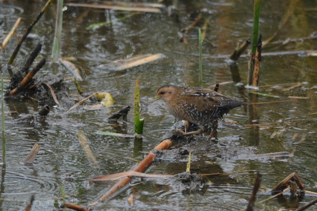 �q���N�C�i