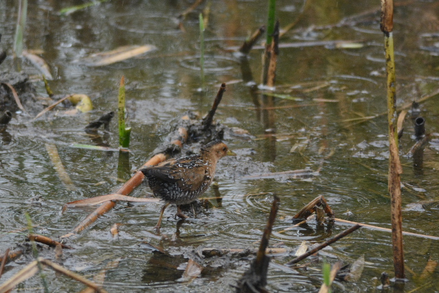 �q���N�C�i