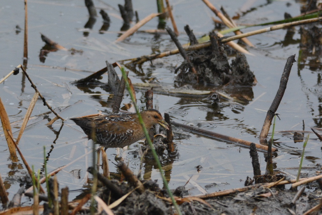 �q���N�C�i