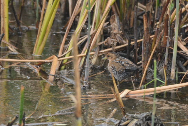 �q���N�C�i