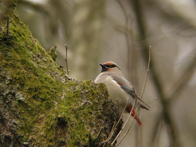 �q�����W���N