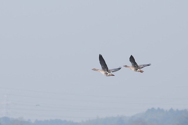 �I�I�q�V�N�C