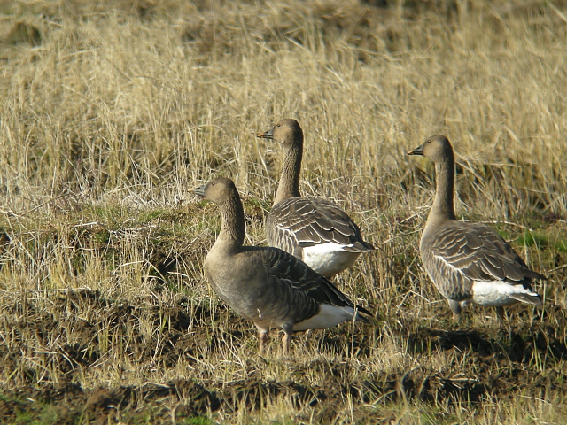 �I�I�q�V�N�C