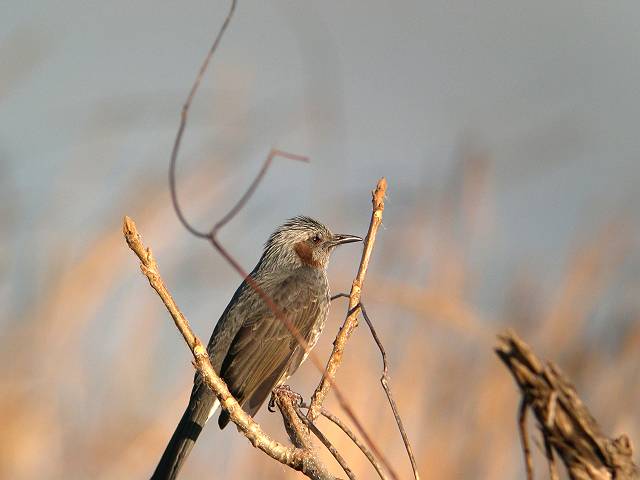 �q���h��