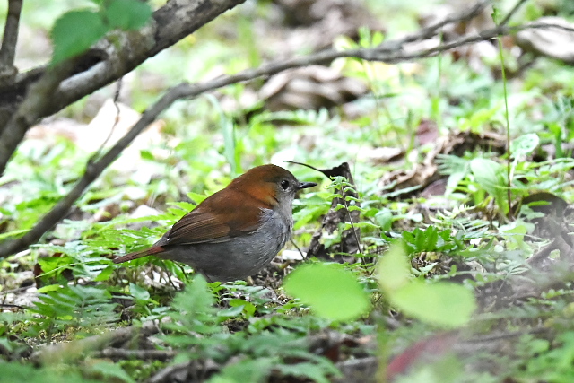 �z���g�E�A�J�q�Q