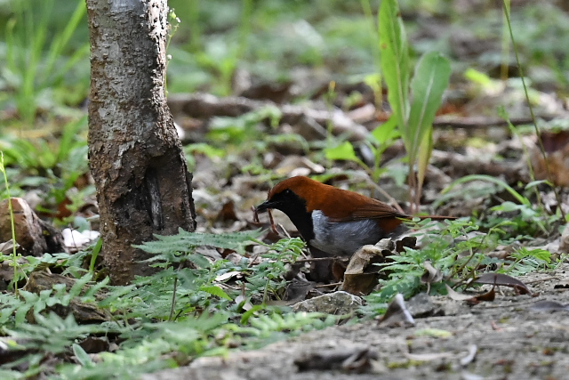 �z���g�E�A�J�q�Q