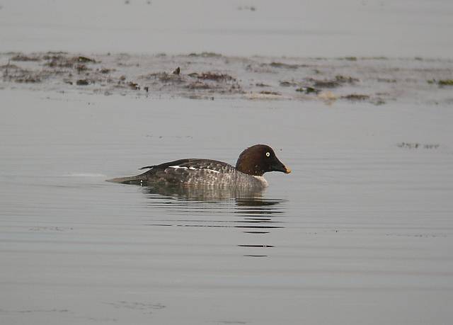 �z�I�W���K����