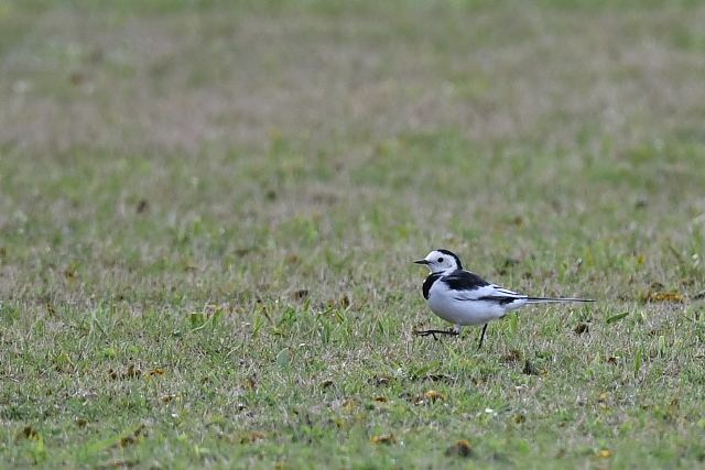 �z�I�W���n�N�Z�L���C