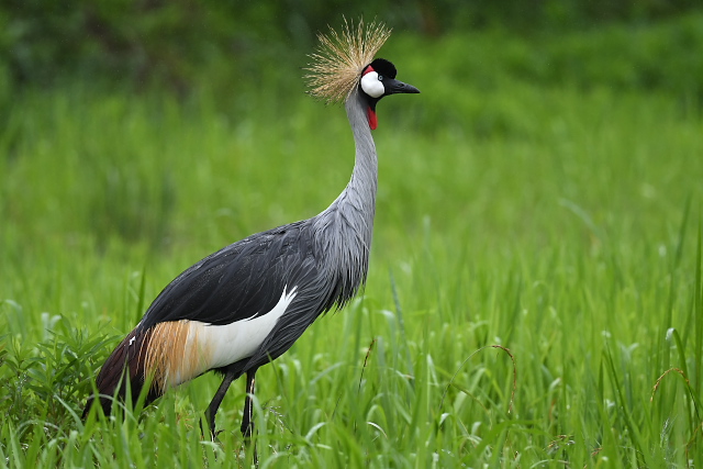 �z�I�W���J�������d��