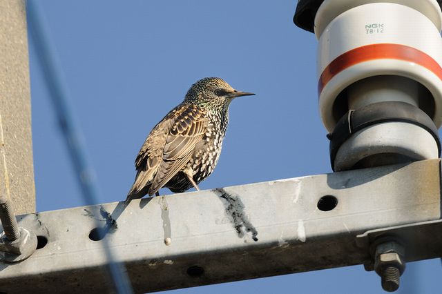 �z�V���N�h��