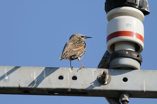 �z�V���N�h��