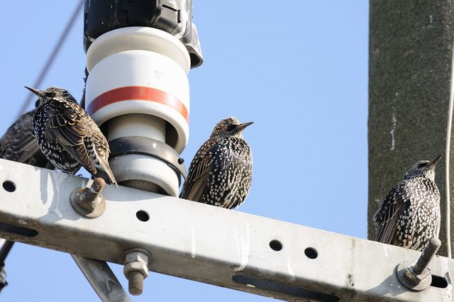 �z�V���N�h��