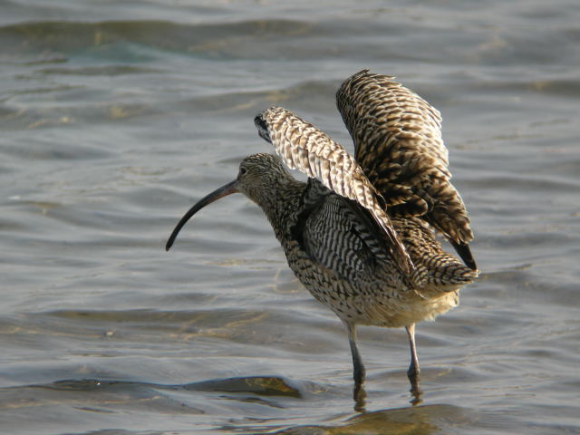 �z�E���N�V�M