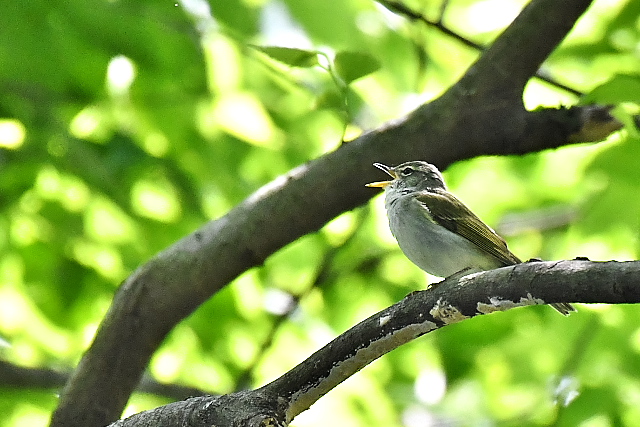 �C�C�W�}���V�N�C