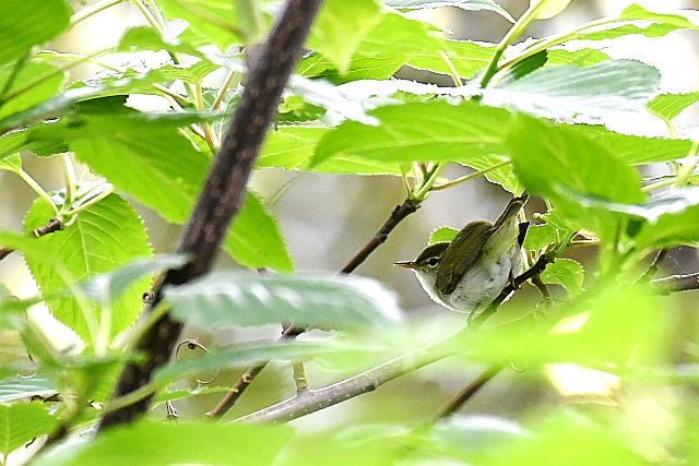 �C�C�W�}���V�N�C