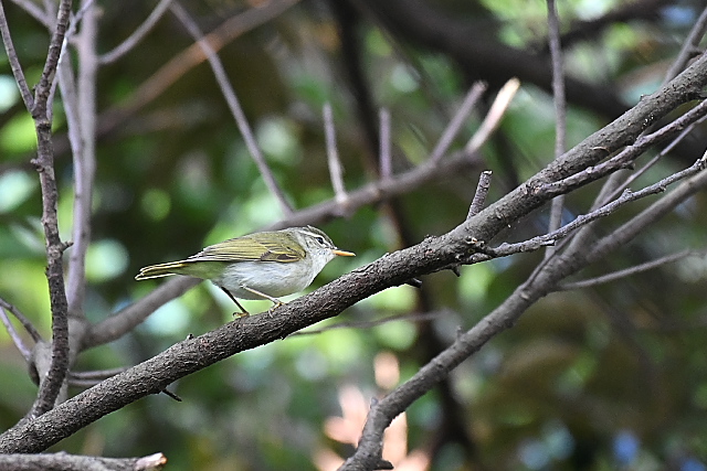 �C�C�W�}���V�N�C