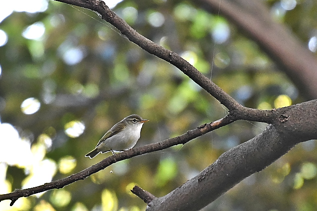 �C�C�W�}���V�N�C