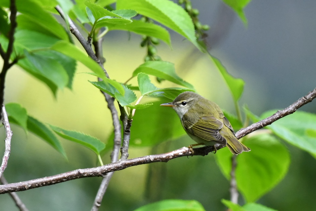 �C�C�W�}���V�N�C