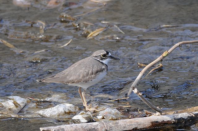 �C�J���`�h��