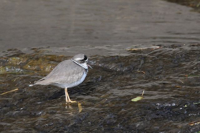 �C�J���`�h��