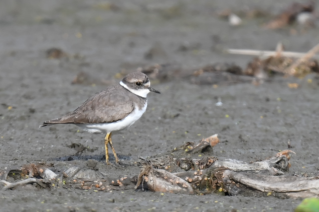 �C�J���`�h��