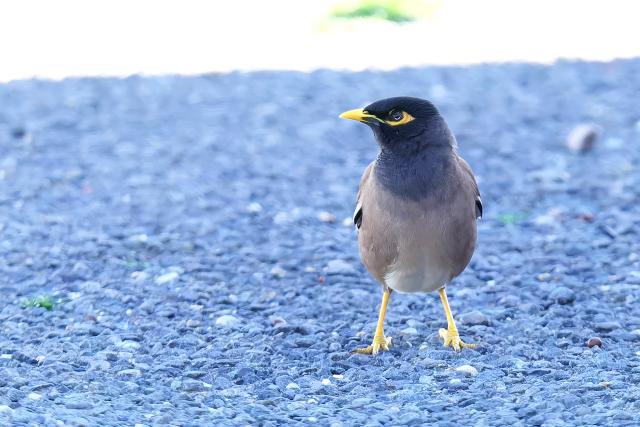 �C���h�n�b�J