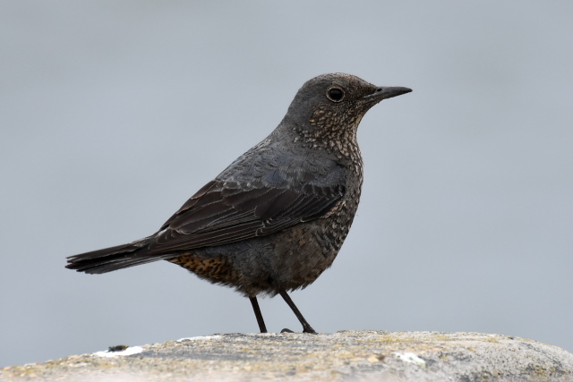 �C�\�q���h��