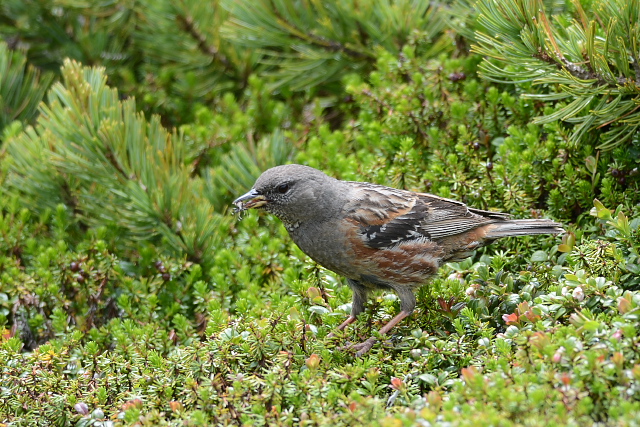 �C���q�o��