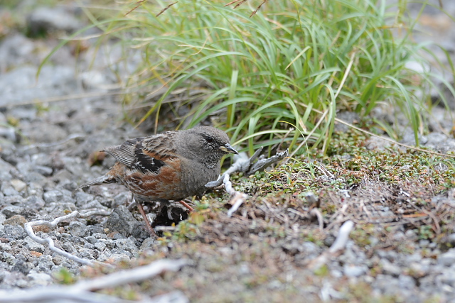 �C���q�o��